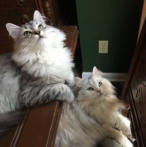 Denise McAllister (DC) Wiki, Age, Husband, Biography, Family & More 10 Denise C McAllister Pet Cat