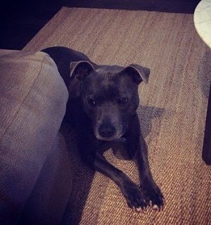 Jake Wall Wiki, Age, Height (Jennifer Hawkins' Husband) Bio & Family 8 Jennifer Hawkins pet dog Milly