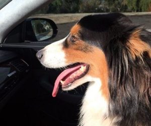 Jake Marisnick Height, Weight, Age, Wife, Biography & More 5 Jake Marisnick Pet Dog