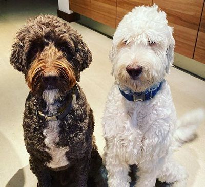Candice Blount Wiki (Brad Parscale's Wife) Age, Biography, Kids & More 7 Candice Blount Pet Dogs