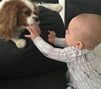 Josey Hollis Dorsey Wiki, Age (Naya Rivera's Son) Biography, Family & More 9 Josey Hollis Dorsey with his pet dog