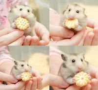 Kimi Hime with her pet Hamster