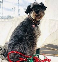 Taylor Zakhar Perez Height, Weight, Age, Girlfriend, Biography & More 6 Taylor Zakhar Perez's pet dog