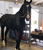 Amanda Humphrey - Biography, Age, Family & Facts about Bryan Callen's Wife 5 Amanda Humphrey's horse Toby