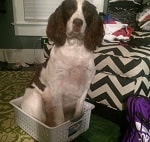 Brandon Hatmaker Wiki (Jen Hatmaker’s Husband) Age, Biography, Kids & More 7 Brandon Hatmaker Pet dog