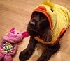 Hannah Lynch Wiki, Age (Dorinda Medley's Daughter) Biography & More 4 Hannah Lynch pet dog Lucy