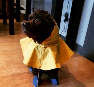 Hannah Lynch Wiki, Age (Dorinda Medley's Daughter) Biography & More 10 Hannah Lynch's pet dog
