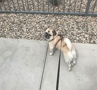 Mace Coronel's pet dog Phoenix