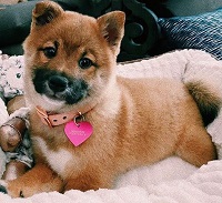 Miya Dickey has a pet dog