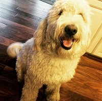 Shawn Killinger (QVC Host) Wiki, Age, Husband, Biography, Family & More 7 Shawn Killinger pet dog