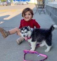 Anas Marwah Wiki, Age, Wife, Height, Weight, Biography, Family & Facts 13 Anas Marwah has a husky pet dog