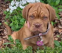 Jane Jones (Dean Jones's Wife) Wiki, Age, Kids, Biography & Facts 11 Jane Jones 2nd pet dog