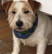 Jane Jones (Dean Jones's Wife) Wiki, Age, Kids, Biography & Facts 12 Jane Jones's pet dog