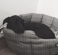 Morgan Kenny's pet dog Cleo