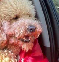 Naomi Nelson Wiki, Age, Husband, Children, Biography & More 6 Naomi Nelson' pet dog
