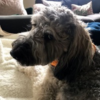 Olivia Troye Wiki, Age, Husband, Height, Weight, Family, Biography & Facts 4 Olivia Troye's dog Ringo