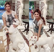 Payal Ghosh Height, Weight, Age, Boyfriend, Husband, Biography & Facts 5 Payal Ghosh with her pet dog