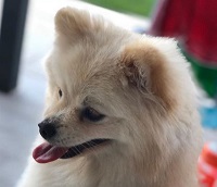 Sofia Balbi Wiki, Age (Luis Suárez's wife) Kids, Biography, Family & Facts 12 Sofia Balbi has a pet dog