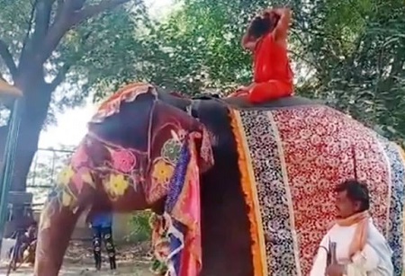 Baba Ramdev Height, Weight, Age, Wife, Biography, Family & Facts 19 Baba Ramdev's elephant yoga incident