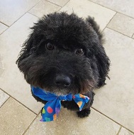 Benjamin Evan Ainsworth Wiki, Age, Height, Family, Biography & Facts 5 Benjamin Evan Ainsworth's pet dog Hugo