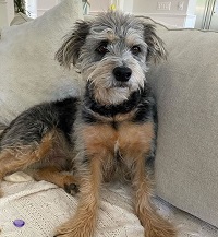 Camilla Luddington pet