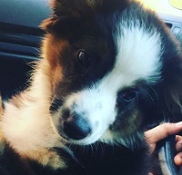 Dakota Lotus has a pet dog