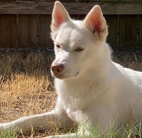 Fandy's pet dog