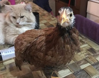 Hannah Delisha Age, Boyfriend, Height, Weight, Family, Biography & More 18 Hannah Delisha's pet chicken