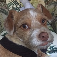 Jill Tavelman's dog