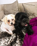 Kelsey Hardwick Wiki (Tom Parker's Wife) Age, Biography, Kids & Facts 6 Kelsey Hardwick's pet dog
