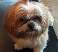 Lola Consuelos has a pet bitch