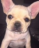 Quenlin Blackwell Wiki, Age, Boyfriend, Height, Family, Biography & More 6 Quenlin Blackwell's pet dog