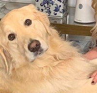 Shannon Beador Wiki, Age, Husband, Height, Weight, Bio, Family 6 Shannon Beador has a pet dog Archie