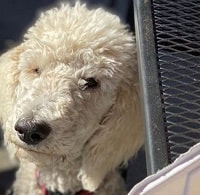 Kim Layne Height, Weight, Age, Boyfriend, Family, Biography & More 9 Kim Layne's dog Soren