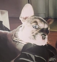 Veronica Ojeda: Wiki, Age, Husband, Children, Family, Biography & More 9 Veronica Ojeda's pet dog Lola