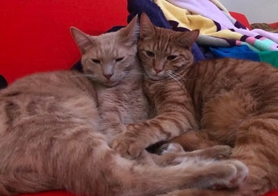 Celestia Vega: Wiki, Height, Age, Boyfriend, Biography, Family & More 15 Celestia Vega's cats Rengar and Khajiit