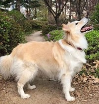 Jake (ENHYPEN) has a pet dog