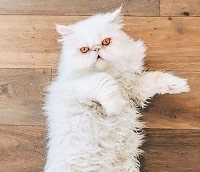 Sierra Furtado: Wiki, Age, Boyfriend, Height, Family, Biography & More 5 Sierra Furtado has a pet cat Louie