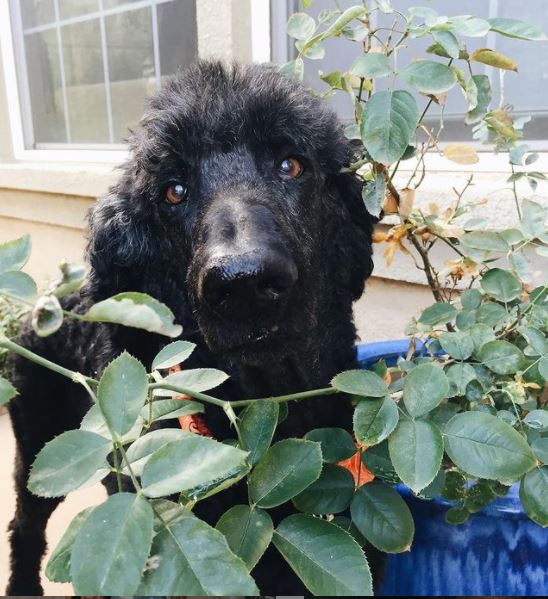 Chandler Kinney Wiki, Height, Age, Boyfriend, Family, Biography & More 12 Chandler Kinney's pet dog who passed away in 2018