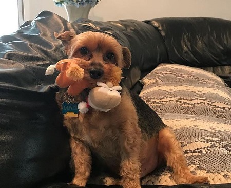 Daniel Macchio Wiki, Age, Wife, Net worth, Height, Biography & More 11 Daniel Macchio's dog Oliver.