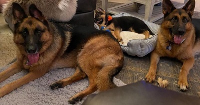 Hank Kunneman pet