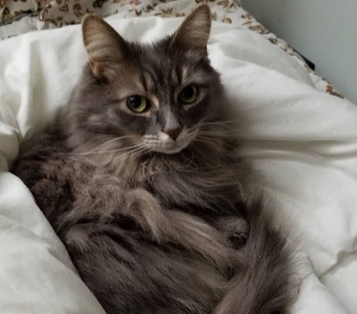 Nick Wolfhard pet