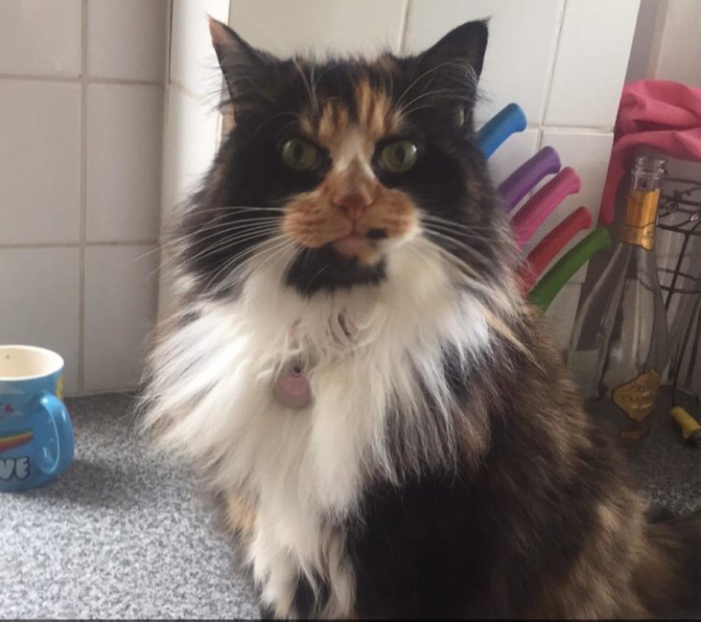 Dani Harmer's pet cat