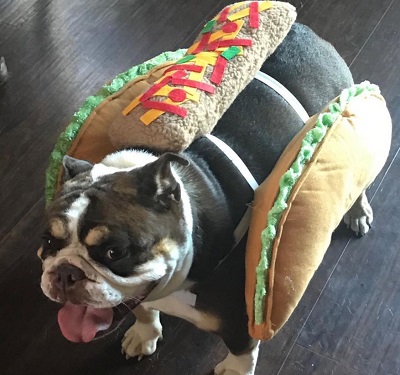 Gianni DeCenzo Wiki, Height, Age, Girlfriend, Net worth, Biography & More 16 Gianni DeCenzo dressed his dog as taco