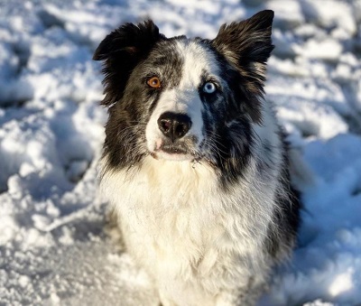 Luke Gulbranson pet