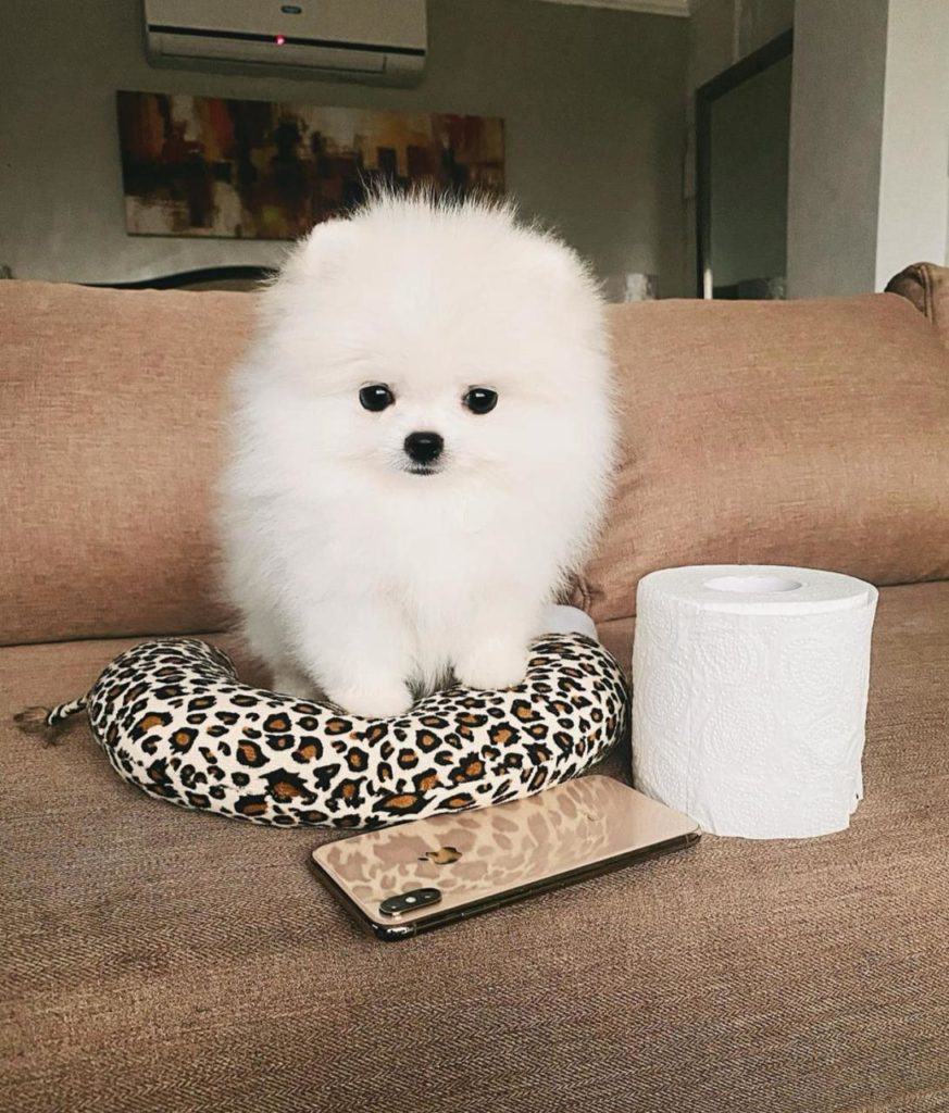Sunshine Guimary's pet dog Coco Chanel