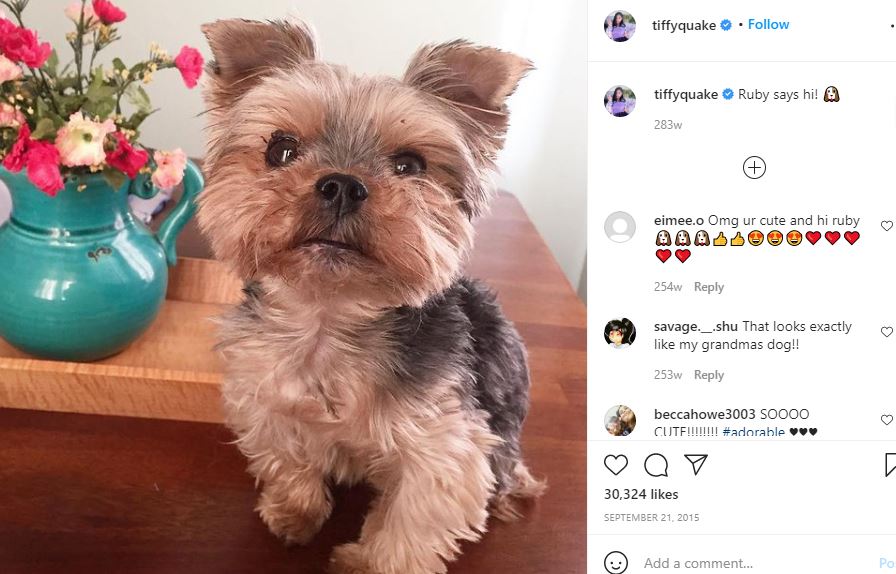 iHasCupquake (Tiffany Garcia) Wiki, Height, Age, Boyfriend, Family, Biography & More 19 iHasCupQuake pet dog