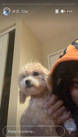Zola Ivy Murphy pet dog