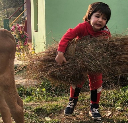 Taimur Ali Khan Wiki, Height, Age, Family, Photos, Biography & More 5 Taimur Ali Khan lifts a stack of hay