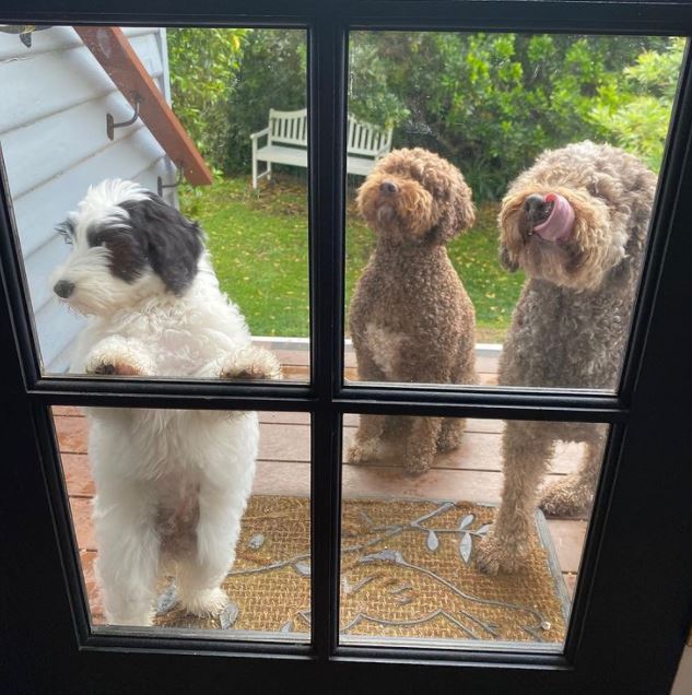 Jenney Shamash and her wife Hannah Gadsby has three pet dogs